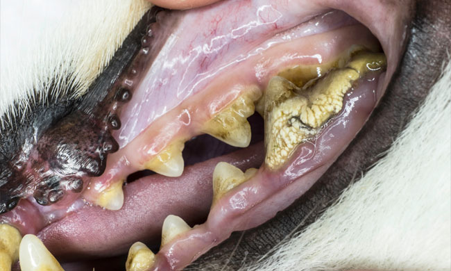 Dépôt de tartre dents chien