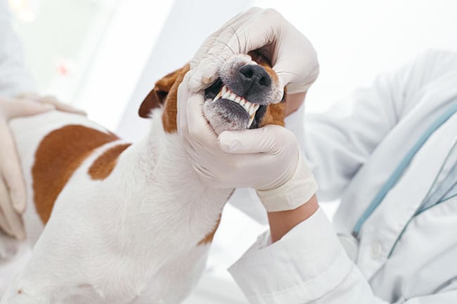 Santé bucco-dentaire du chien : l'importance d'une hygiène