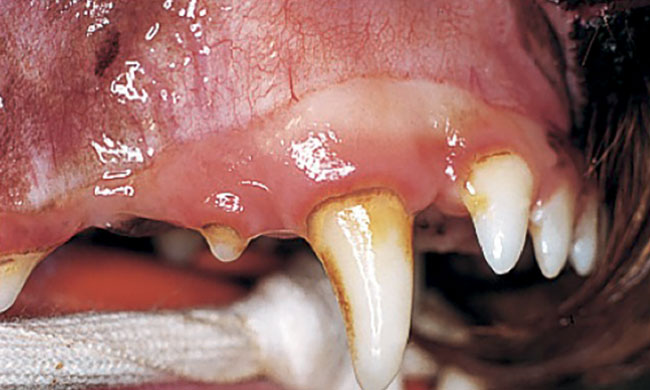Plaque dentaire dents chien